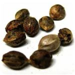 Семена марихуаны АК-47  (Seeds AK-47) в Баймаке 